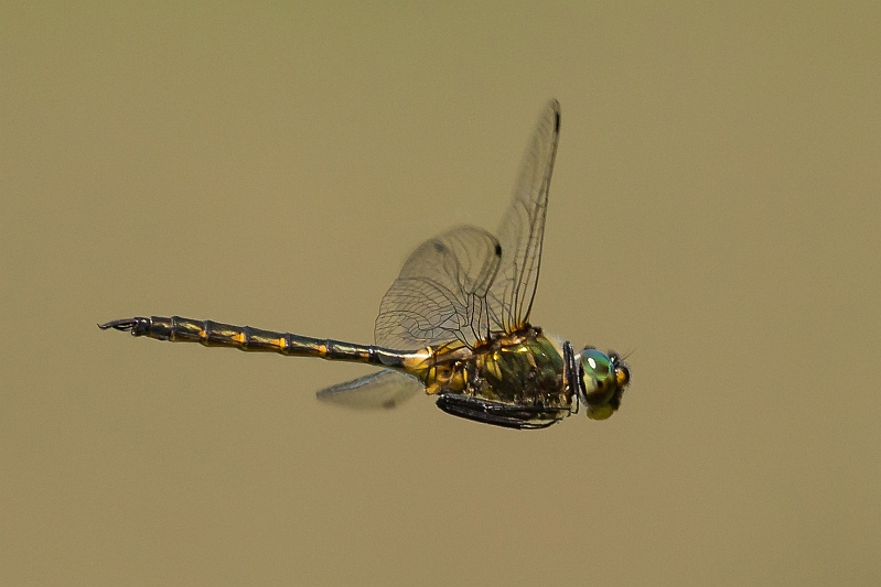 Somatochlora flavomaculata (Yellow-spotted Emerald) flight 1.jpg